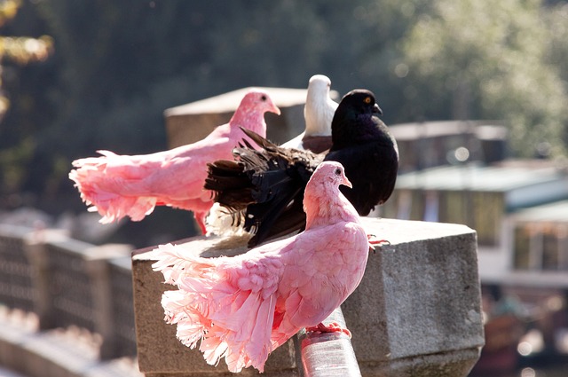 展示出的完 展示出的完