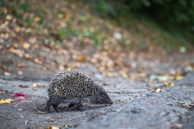 总冠军的心 总冠军的心